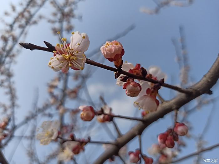 春暧花开回故乡简谱_大雁回故乡简谱(2)