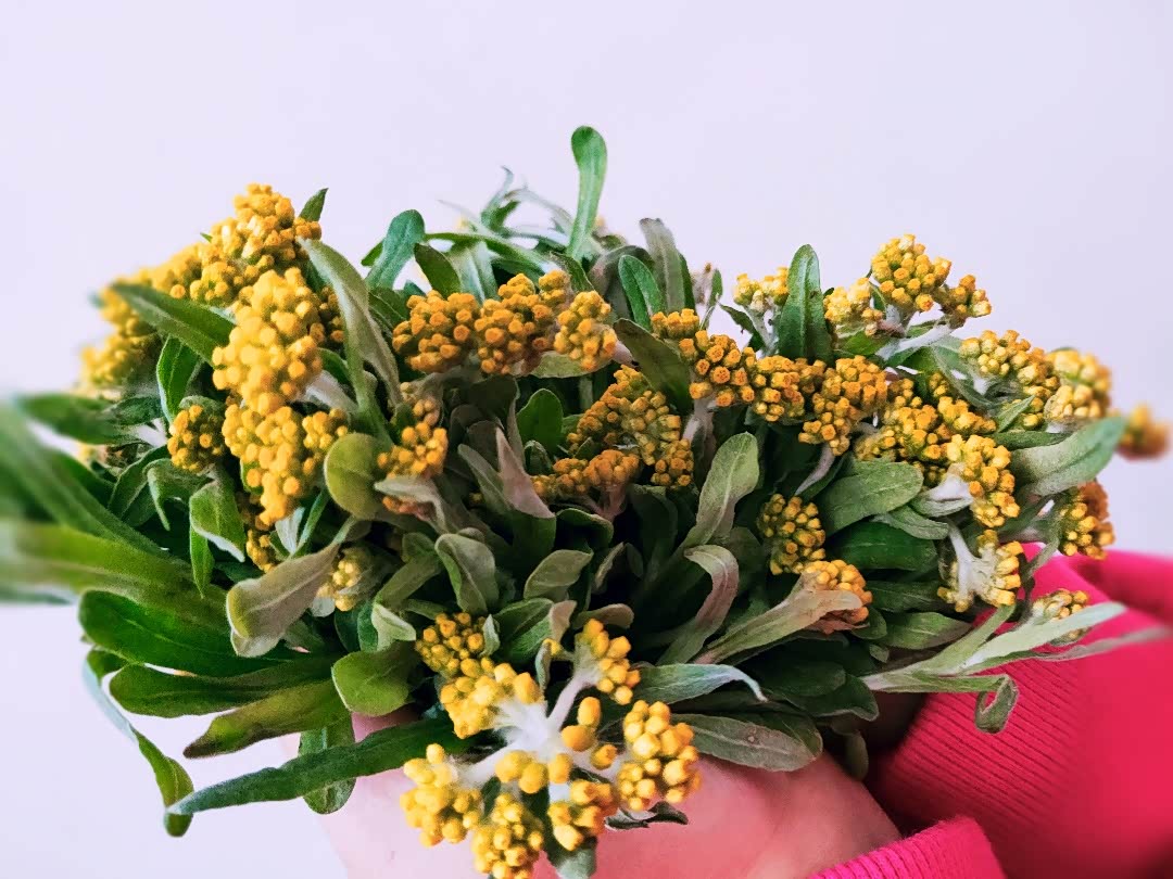 刺苔水牛花,采上一捧,揉碎汁液,参入糯米粉,蒸熟后,清香留于唇齿间