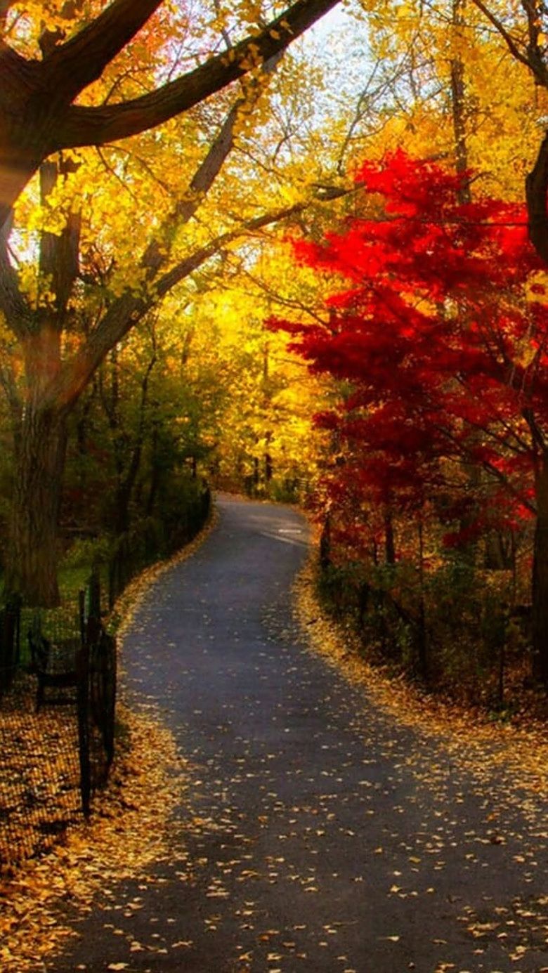 绚丽多彩的色调,大自然的魅力,红叶盛开,林中小路,意境美