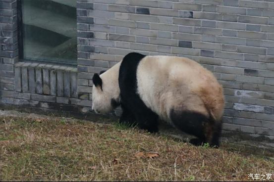 开着车去四川见到了大熊猫,真的很开心