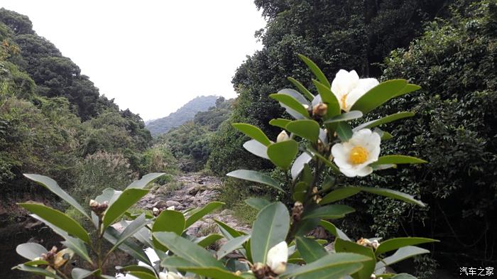 陪s1冲出都市,穿幽径入山涧 寻觅夏花的踪影 找到了 这是野生的山茶花