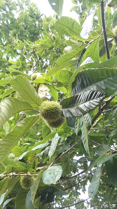 没见过整棵火龙果长啥样的请进!
