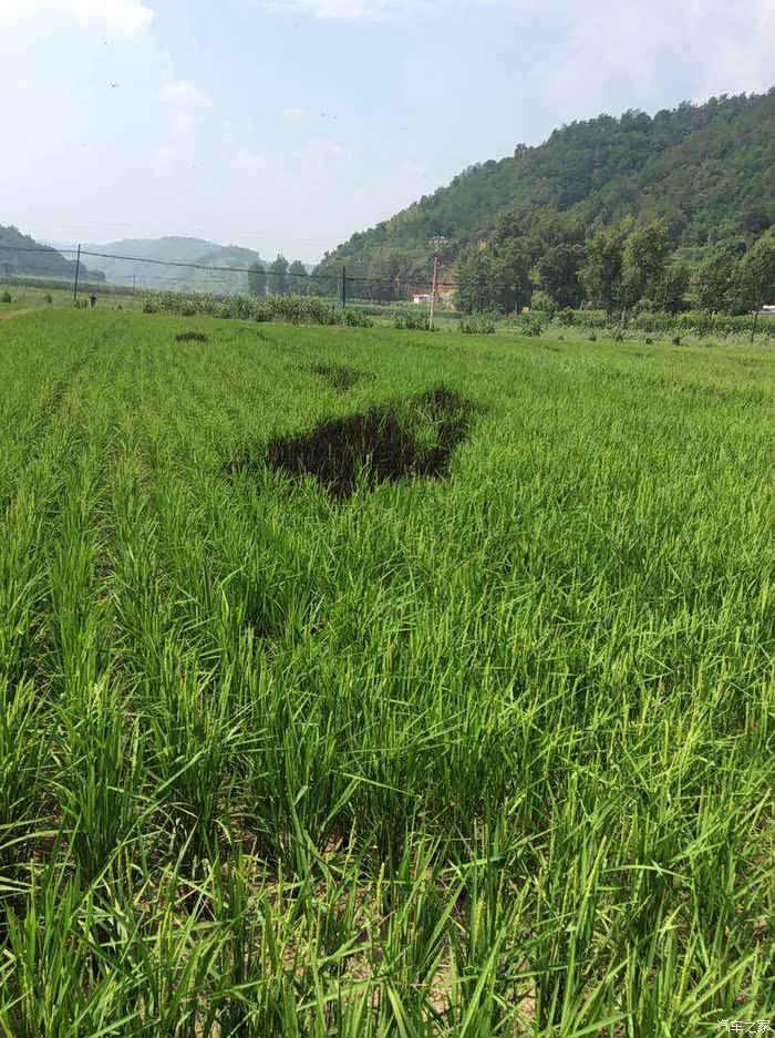 南妮湾简谱_怪鸭历险记南妮图片