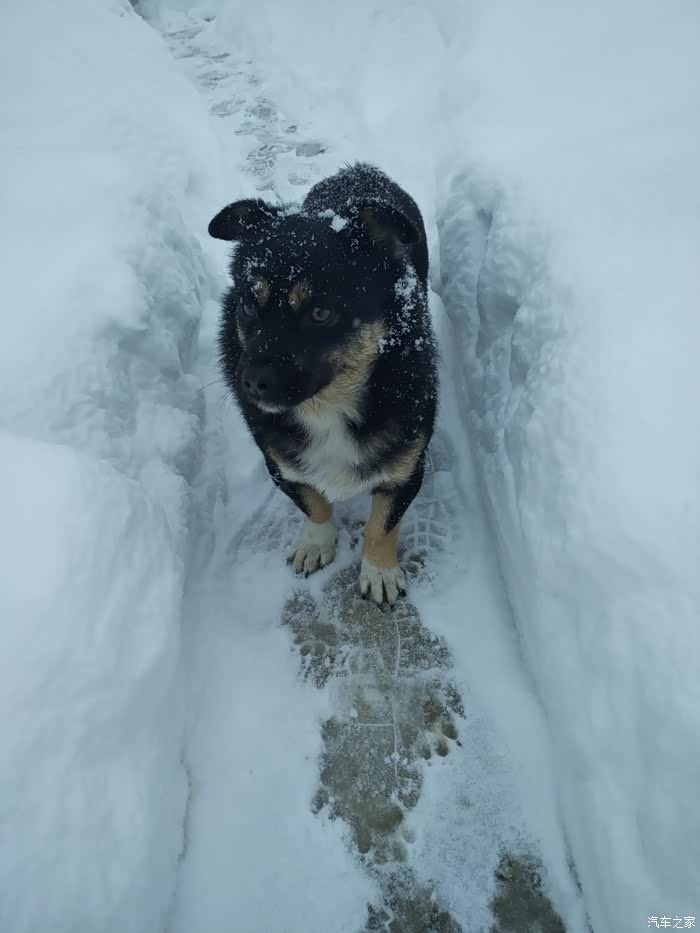 【图】雪下的那么深下的那么认真!