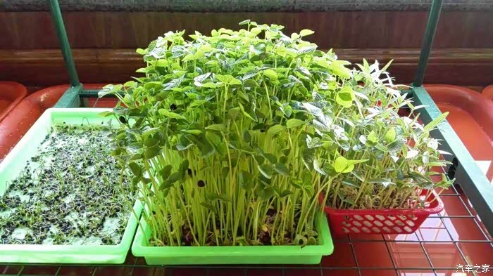 【图】纸上种菜菜!你听过?