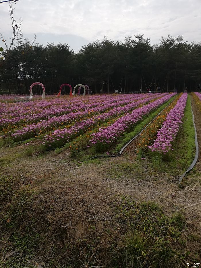 休年假个人游惠州紫溪半岛花海世界