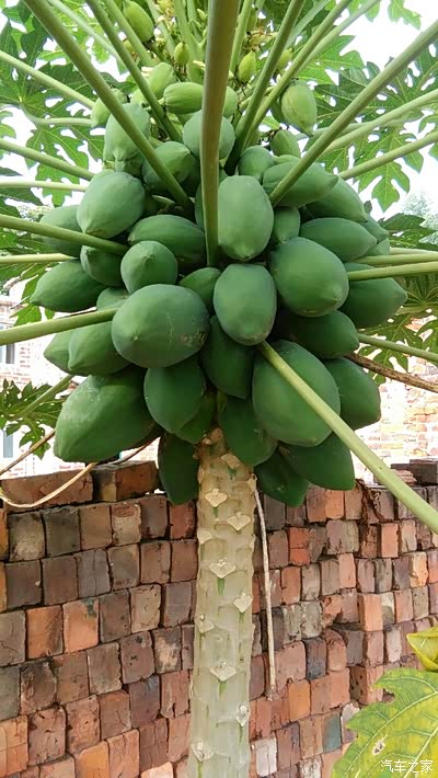 没见过整棵火龙果长啥样的请进!