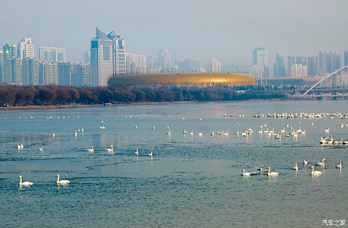 新年迎好运游三门峡天鹅湖湿地公园