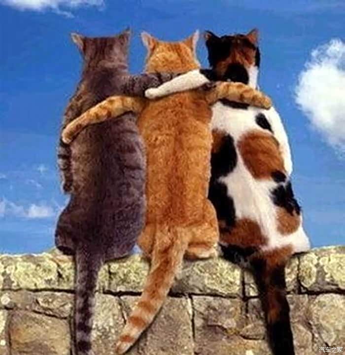 【图】三个好朋友_宠物论坛_汽车之家论坛