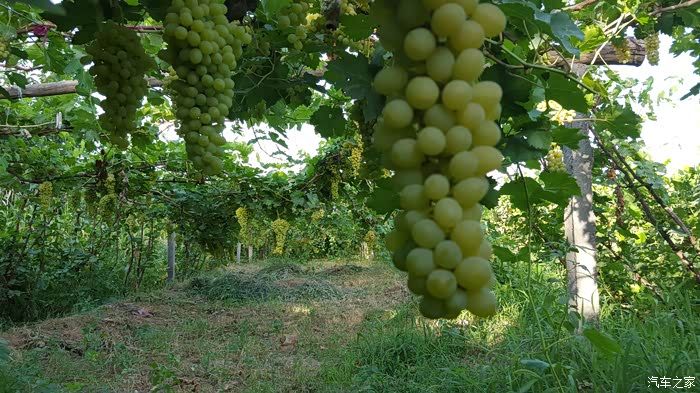 【图】伊犁、吐鲁番;美丽的北疆、火热的南疆