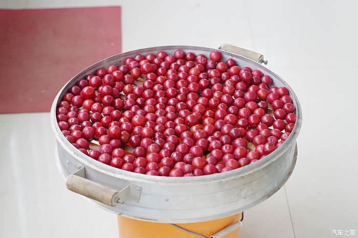 【美酒来袭】手把手教你制作野生李子酒