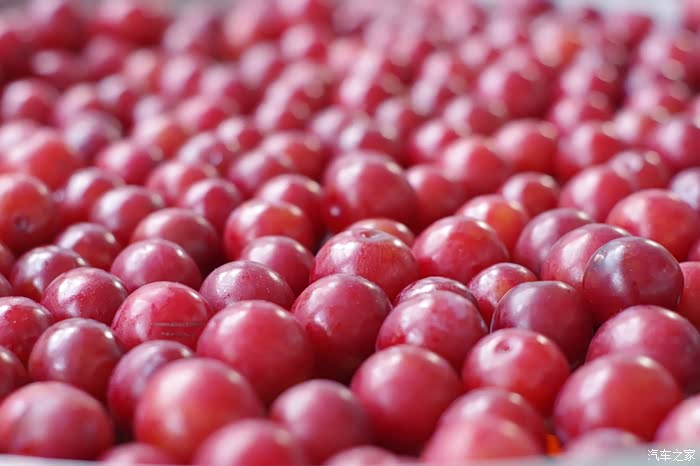 【美酒来袭】手把手教你制作野生李子酒