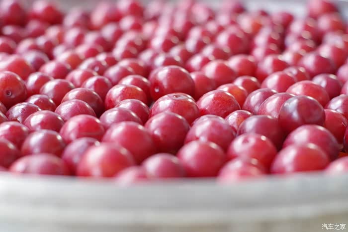 【美酒来袭】手把手教你制作野生李子酒