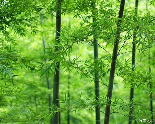 自驾辰山植物园汉服纷花柳浪闻莺之三绿竹篇