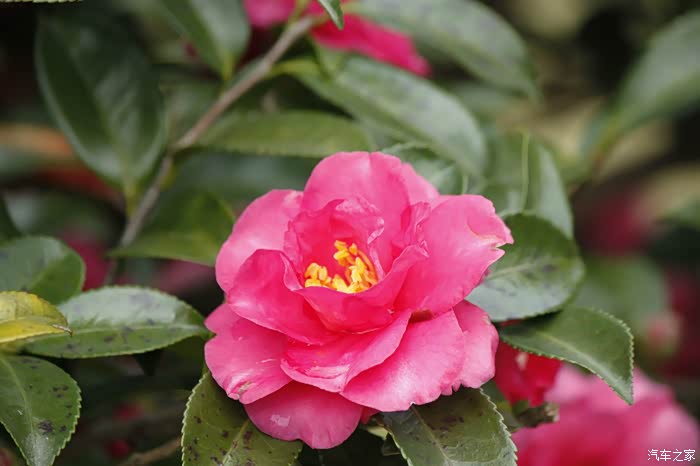 【图】[花卉]红花配绿叶_摄影论坛_汽车之家论坛