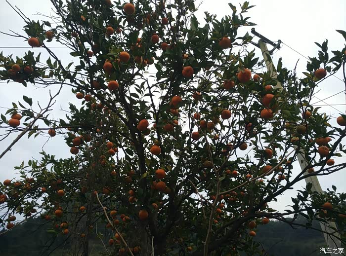 【图】老家体验石磨豆花 摘红橘