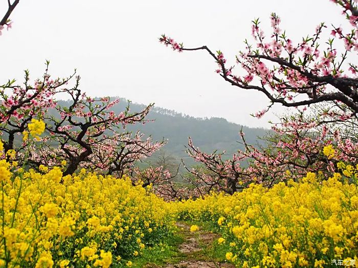 【你好2021】浙江长兴城山沟赏花(1)