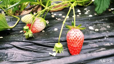 【超级女司机】四月带你垂涎春色&草莓节【附