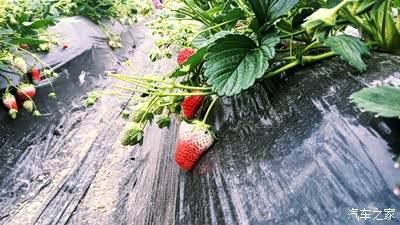 【超级女司机】四月带你垂涎春色&草莓节【附