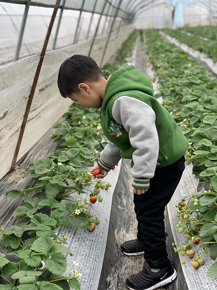 驾驶沃沃采摘鲜红草莓 陪伴小宝度过美好童年