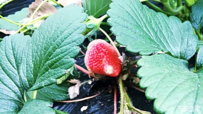 【超级女司机】四月带你垂涎春色&草莓节【附