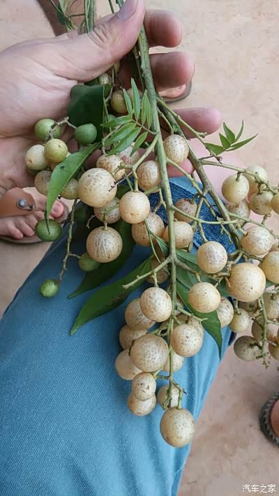 没见过整棵火龙果长啥样的请进!