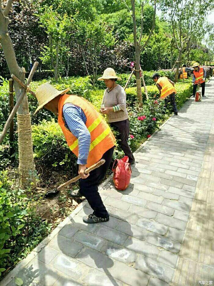 路边绿化工人正在栽树