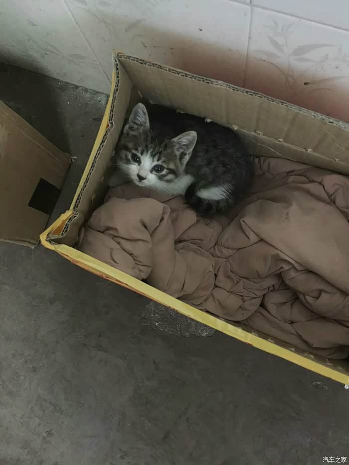 【图】谁有兴趣领养猫