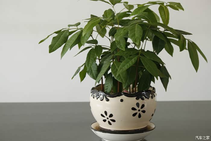 【图】[花卉]红花配绿叶_摄影论坛_汽车之家论坛