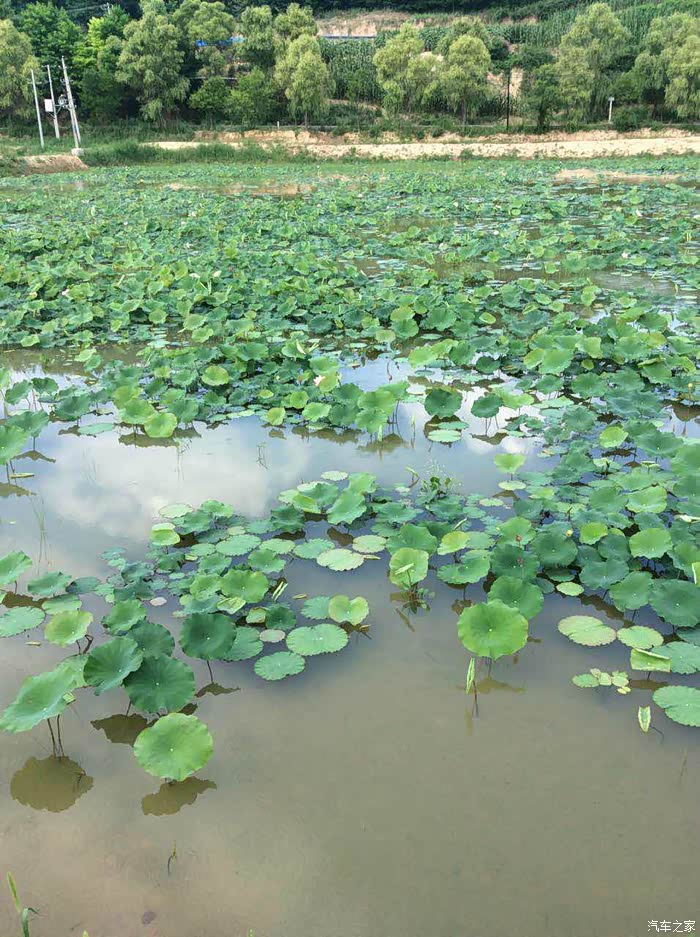 南妮湾简谱_怪鸭历险记南妮图片