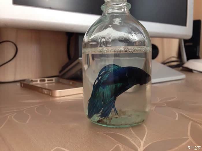 【图】有养斗鱼的吗,好难养啊