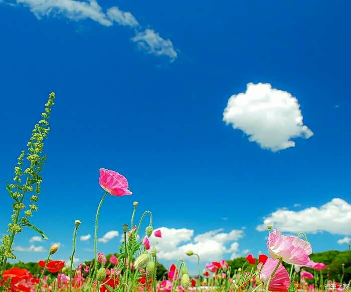 【图】假日新感悟:在解脱中生存,在快乐中生活