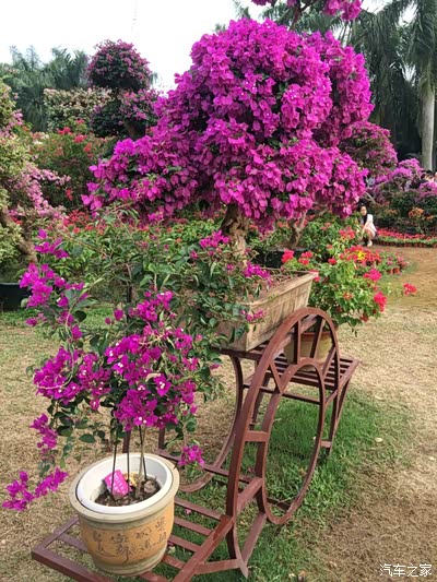 深圳莲花山杜鹃花展