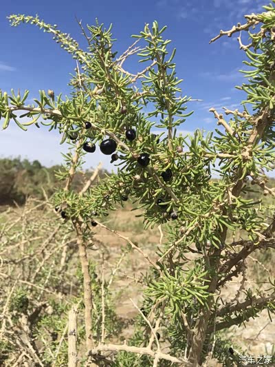 开着25万公里的老汉采摘野生黑枸杞去了!