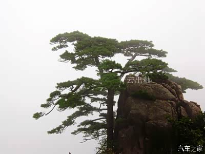 黄山--俊美挺拔、形态各异的青松_辽宁