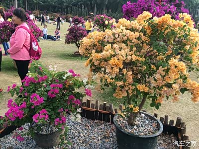 深圳莲花山杜鹃花展_雅阁论坛_手机汽车之家