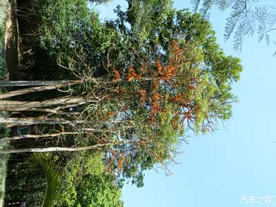 龙脑香树 汽车之家中国站