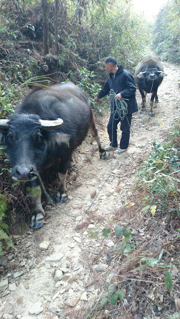 再来张大水牛,农民养用来耕田的水牛,虽然牛角看可怕,其实样性格温顺.