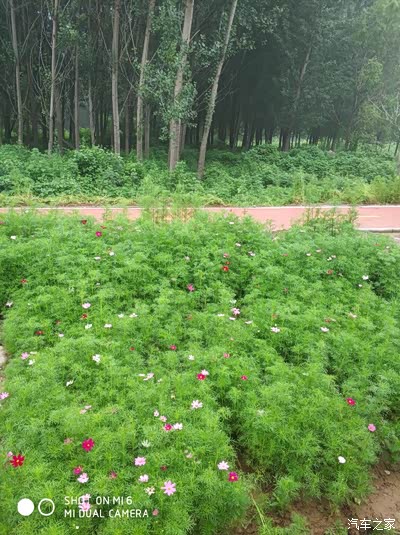 鹤壁淇县〔桑园小镇〕自驾游