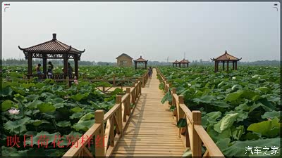 映日荷花别样红--河南范县万亩荷花园游记