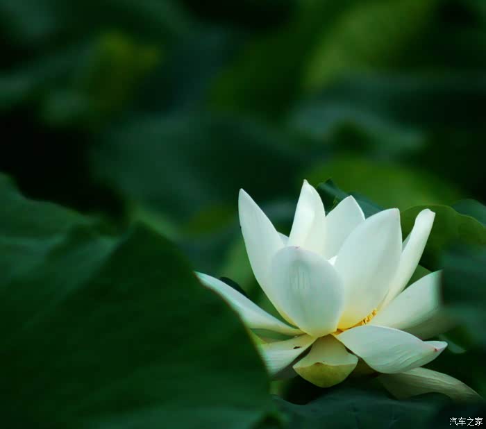 【图】白荷绿叶_山东论坛_汽车之家论坛
