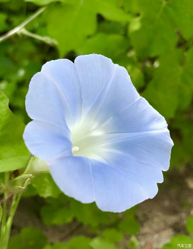 美丽的牵牛花随拍