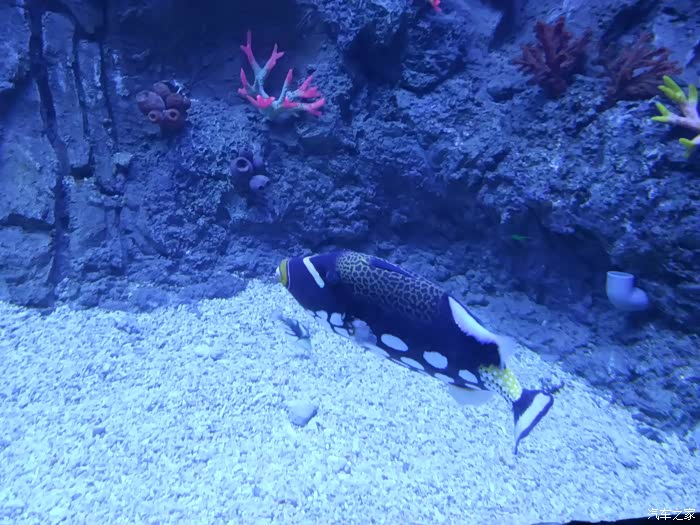 自驾瑞虎5游芜湖极地海洋馆