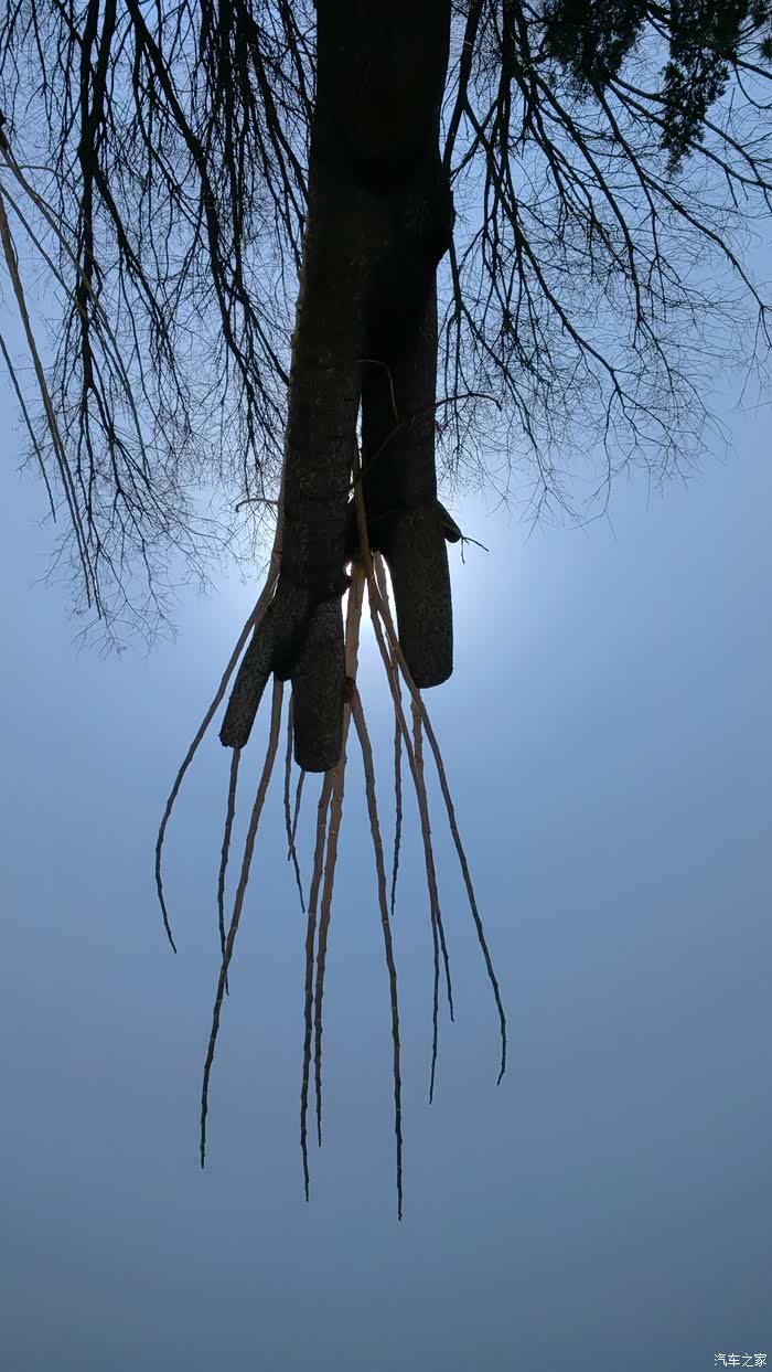 一柱擎天还是一树擎天?拜迪e5(By.D)两个月提