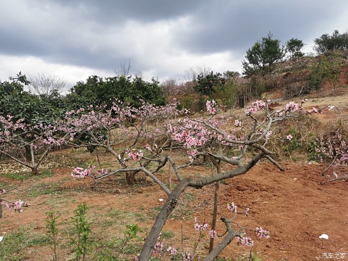 开着爱车游松林桃花山景区