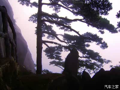 黄山--俊美挺拔、形态各异的青松_辽宁