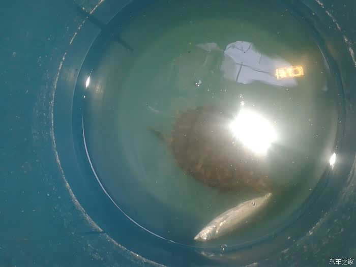 【图】乌龟吃鱼了!