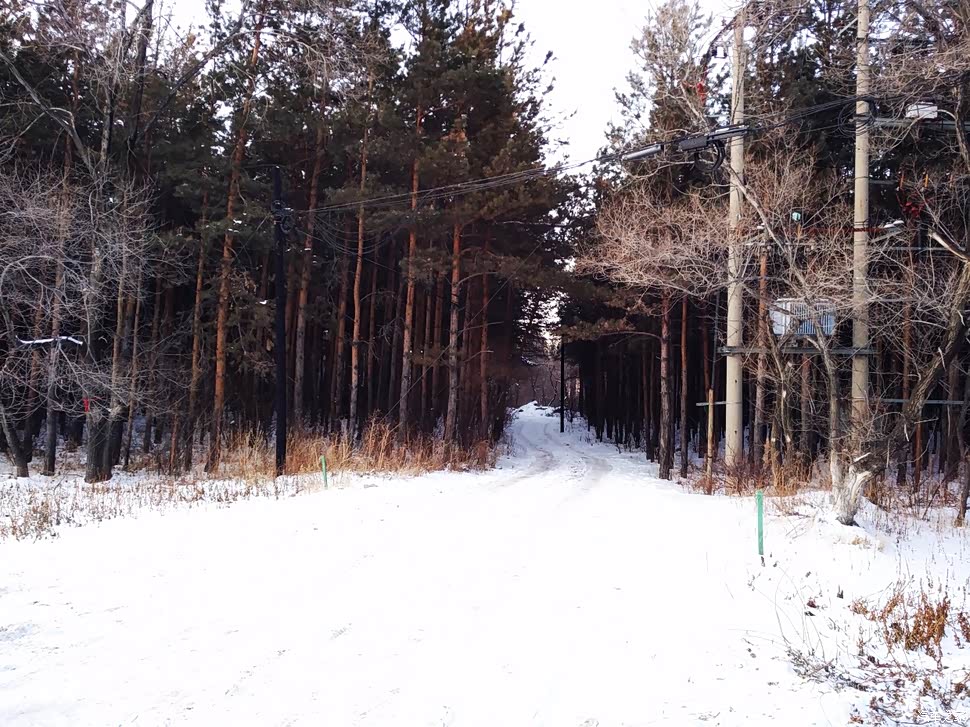 我的无名小路妹纸强力漏出就不给个正脸不看妹纸了,俺要看看树东北的松