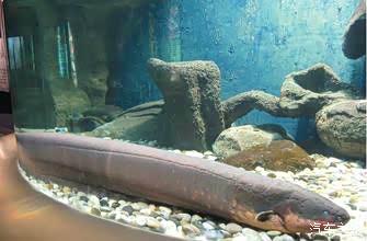 做电车的应该研究电鳗鱼的发电原理..为什么电鳗鱼会有电_秦论坛_手机汽车之家