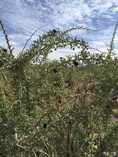 开着25万公里的老汉采摘野生黑枸杞去了!